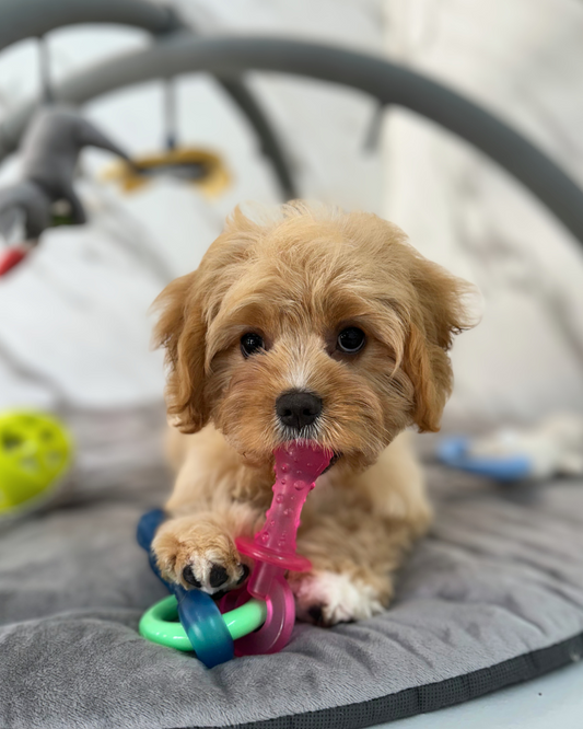 BILLY: BROWN CAVAPOO 🇮🇪 (MALE)