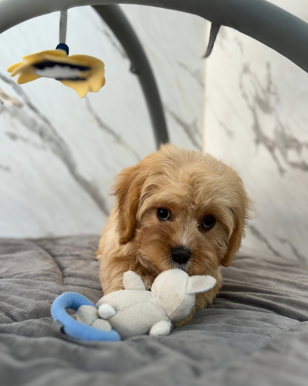 BILLY: BROWN CAVAPOO 🇮🇪 (MALE)