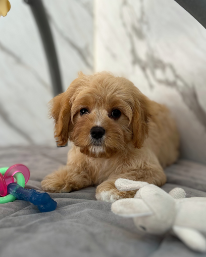 BILLY: BROWN CAVAPOO 🇮🇪 (MALE)