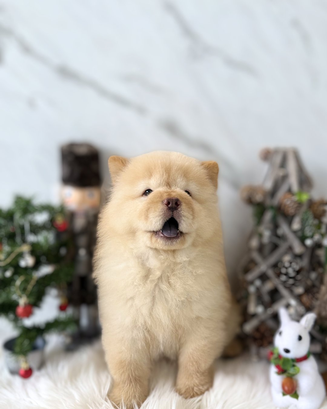 MOCHI: CREAM CHOW CHOW 🇸🇬 (FEMALE)