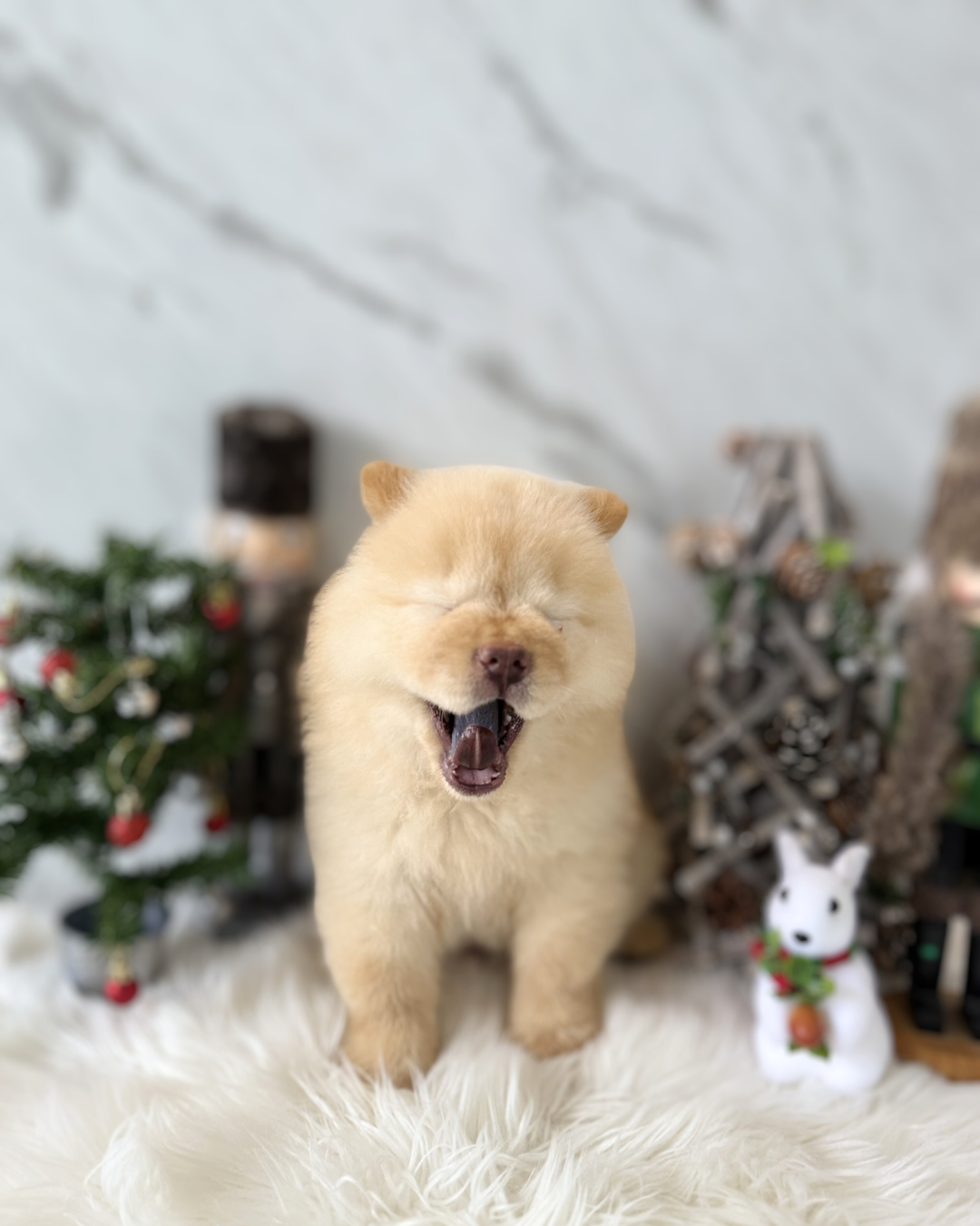 MOCHI: CREAM CHOW CHOW 🇸🇬 (FEMALE)