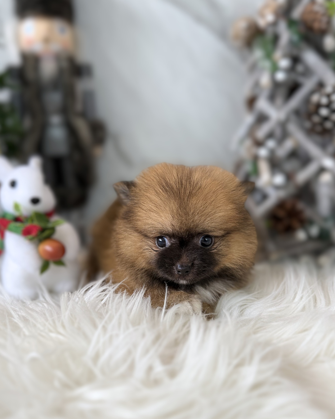 KIWI: TRI-COLOURED POMCHI 🇸🇬 (FEMALE)