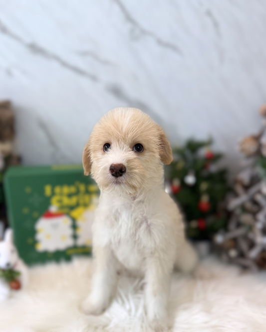 KIKI: CREAM MINI LABRADOODLE 🇸🇬 (FEMALE)