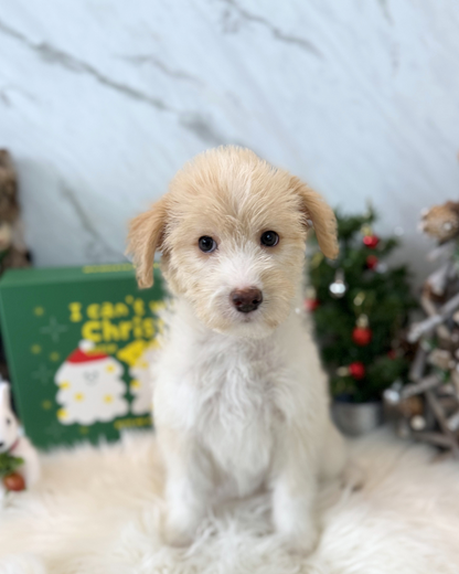 KIKI: CREAM MINI LABRADOODLE 🇸🇬 (FEMALE)