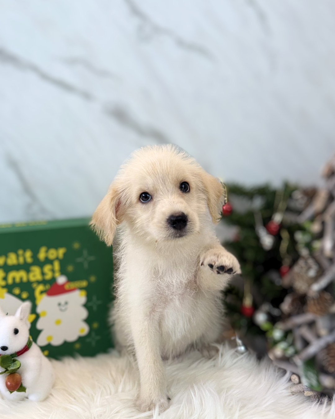 TOTO: CREAM MINI LABRADOODLE 🇸🇬 (MALE)