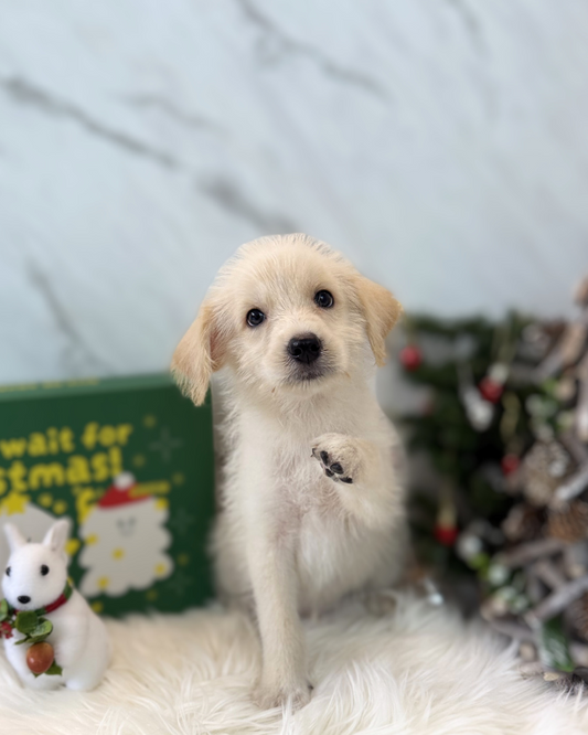 TOTO: CREAM MINI LABRADOODLE 🇸🇬 (MALE)