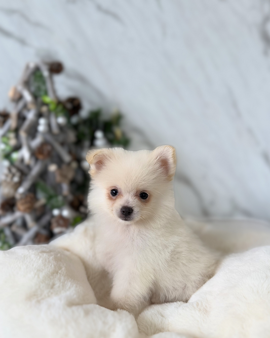 CLOUDIE: WHITE POMERANIAN 🇸🇬 (MALE)