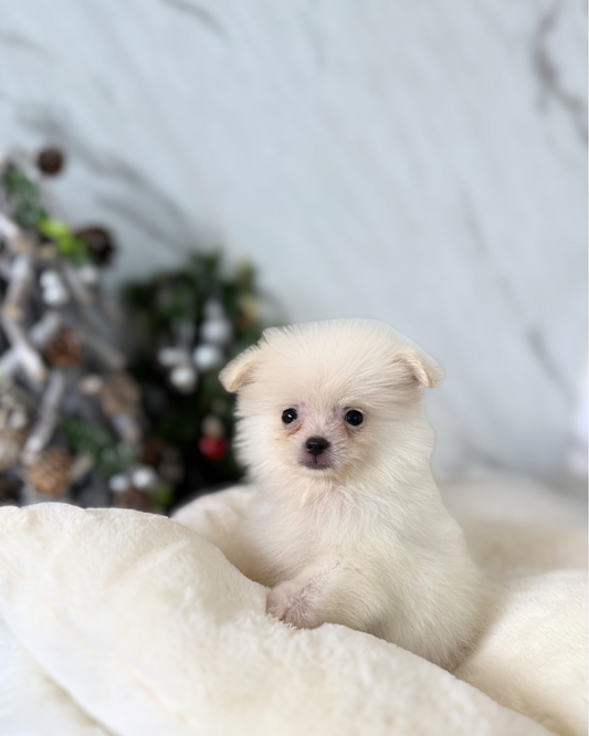 BIRDIE: WHITE POMERANIAN 🇸🇬 (MALE)