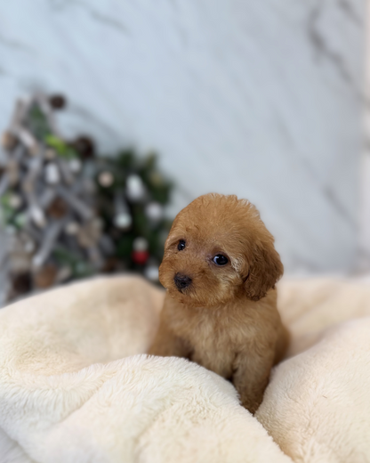 AMI: BROWN TOY POODLE 🇸🇬 (FEMALE)