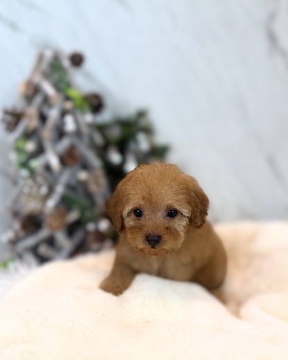 AMI: BROWN TOY POODLE 🇸🇬 (FEMALE)