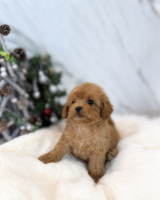 UMI: BROWN TOY POODLE 🇸🇬 (FEMALE)