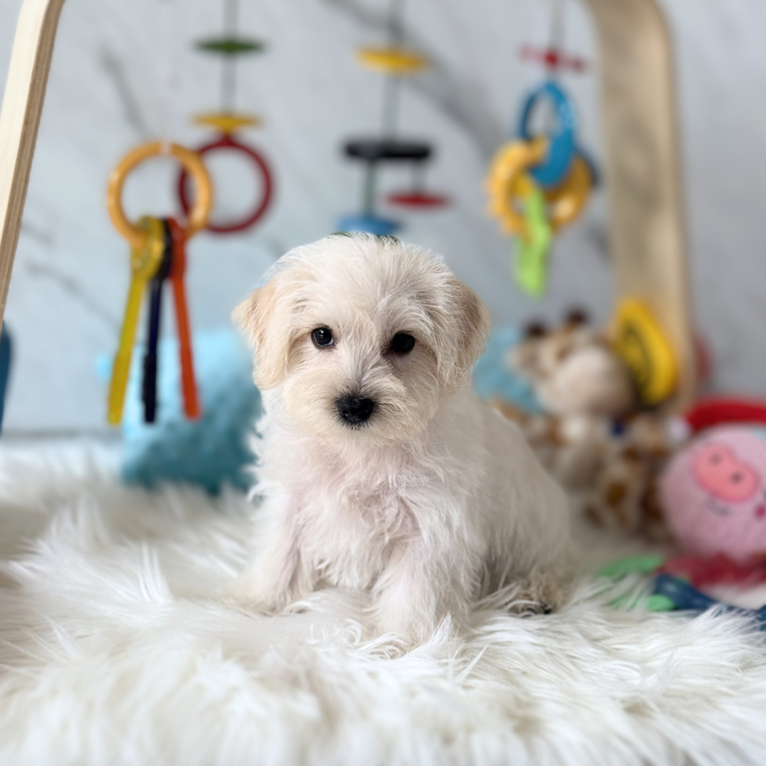 PIXIE: CREAM WIRE-HAIRED SCHNOODLE 🇸🇬 (FEMALE)