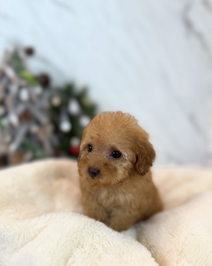 AMI: BROWN TOY POODLE 🇸🇬 (FEMALE)