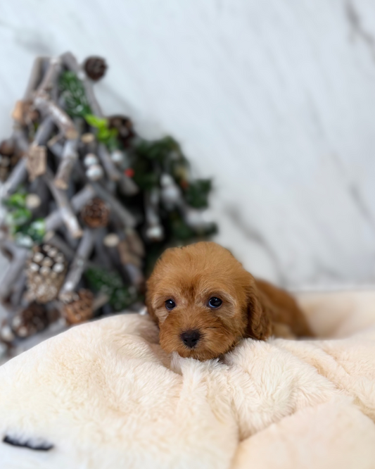 ROMI: BROWN TOY POODLE 🇸🇬 (FEMALE)