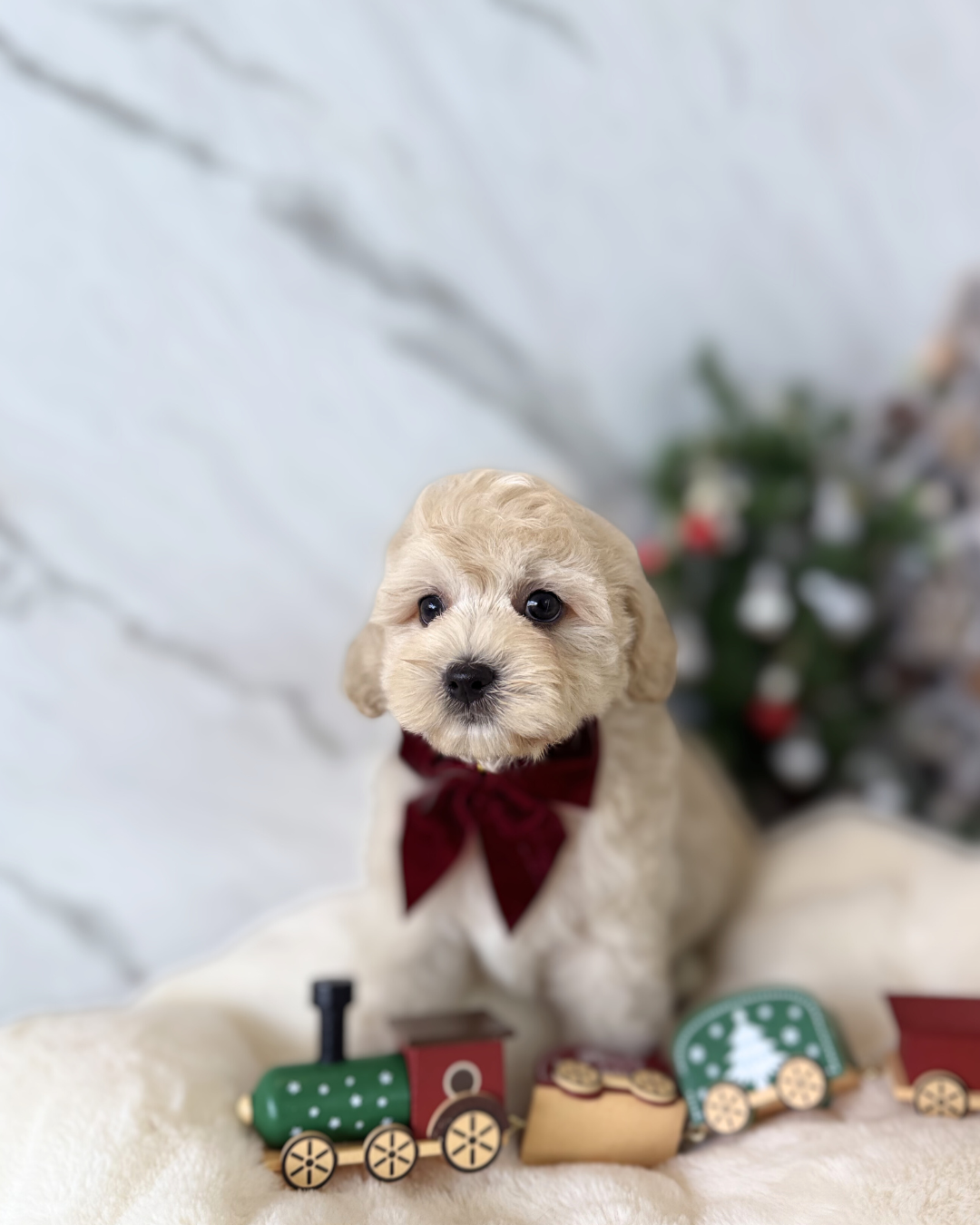 KOBE: BROWN TOY COCKAPOO 🇸🇬 (MALE)