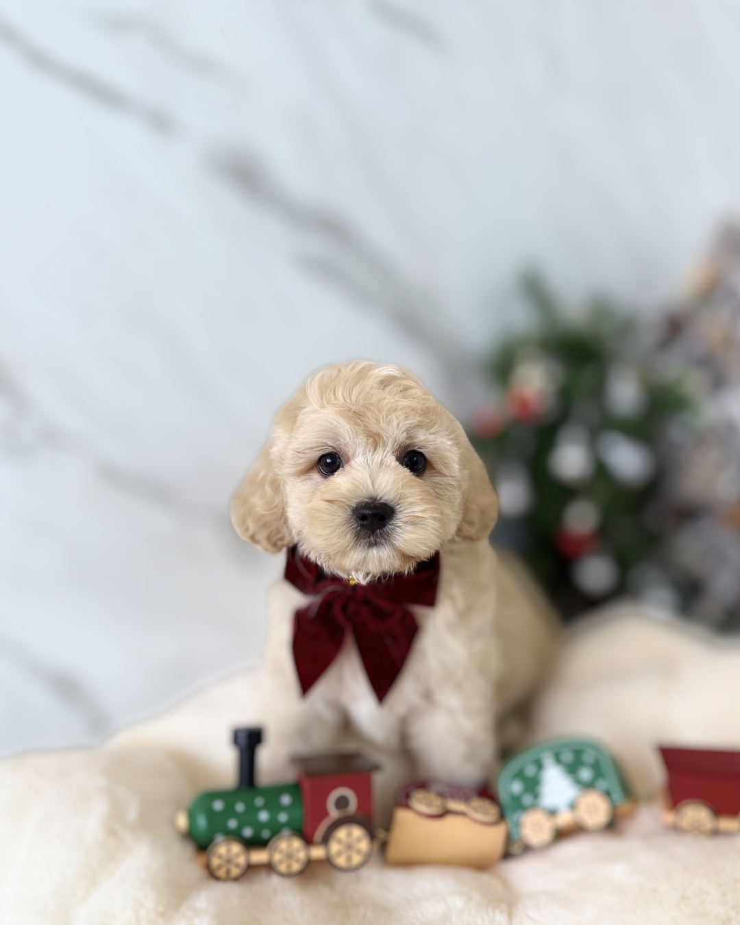 KOBE: BROWN TOY COCKAPOO 🇸🇬 (MALE)