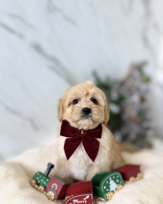 WAGYU: BROWN TOY COCKAPOO 🇸🇬 (MALE)