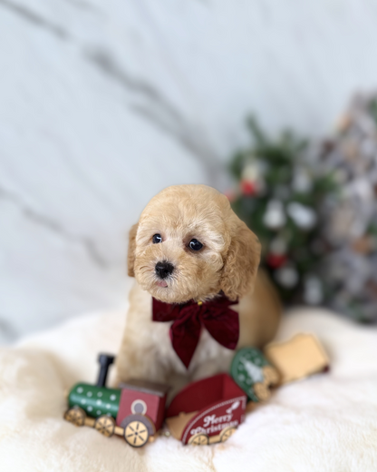 OMI: BROWN TOY COCKAPOO 🇸🇬 (MALE)