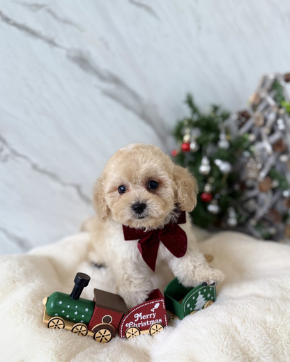 SAGA: BROWN TOY COCKAPOO 🇸🇬 (MALE)