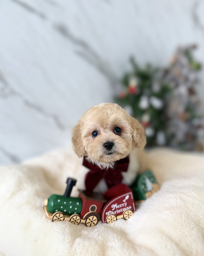 SAGA: BROWN TOY COCKAPOO 🇸🇬 (MALE)