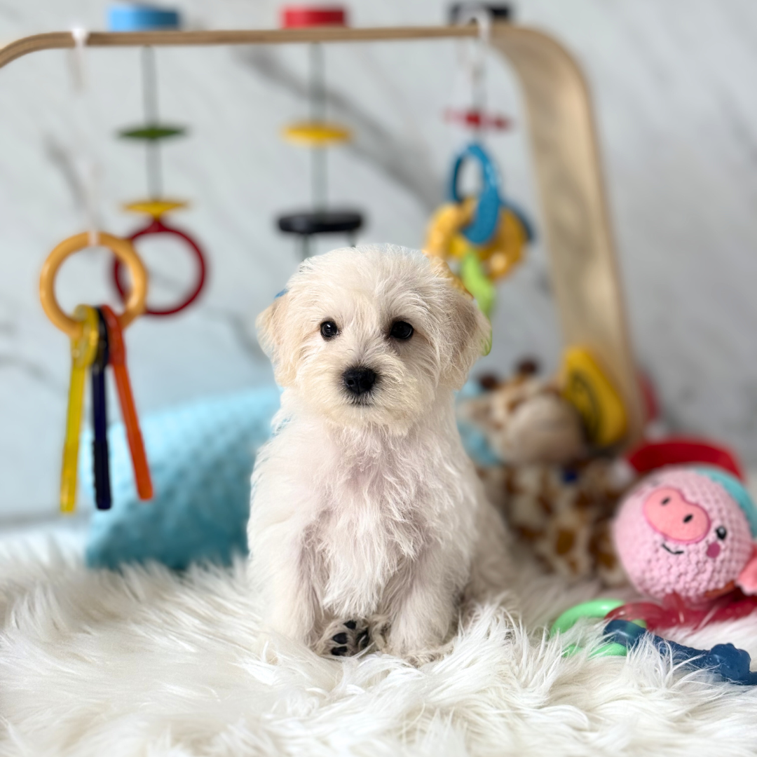 PIXIE: CREAM WIRE-HAIRED SCHNOODLE 🇸🇬 (FEMALE)