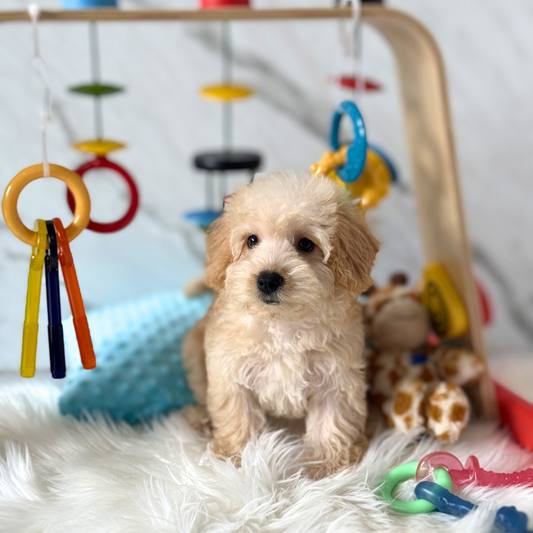 LOLA: APRICOT SCHNOODLE 🇸🇬 (FEMALE)