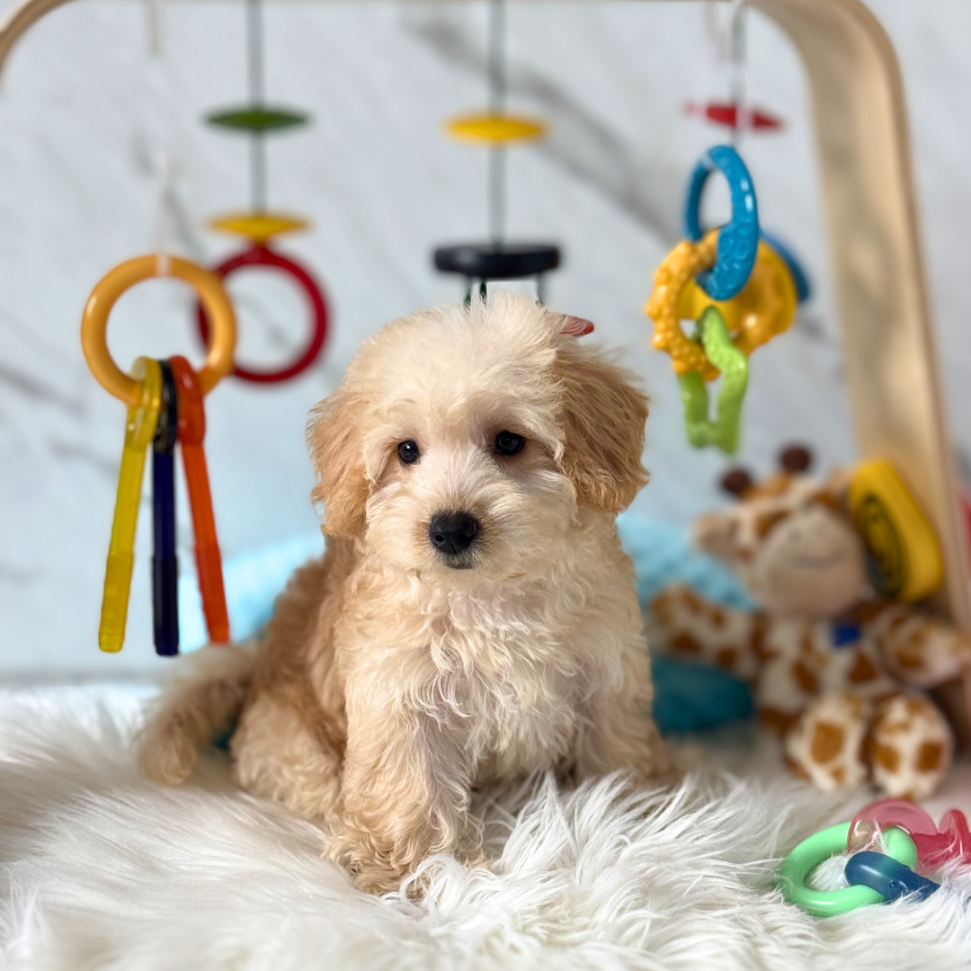 LOLA: APRICOT SCHNOODLE 🇸🇬 (FEMALE)