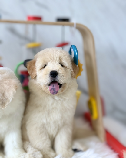 PONYO: CREAM BROWN CHOWSPITZ 🇸🇬 (FEMALE)