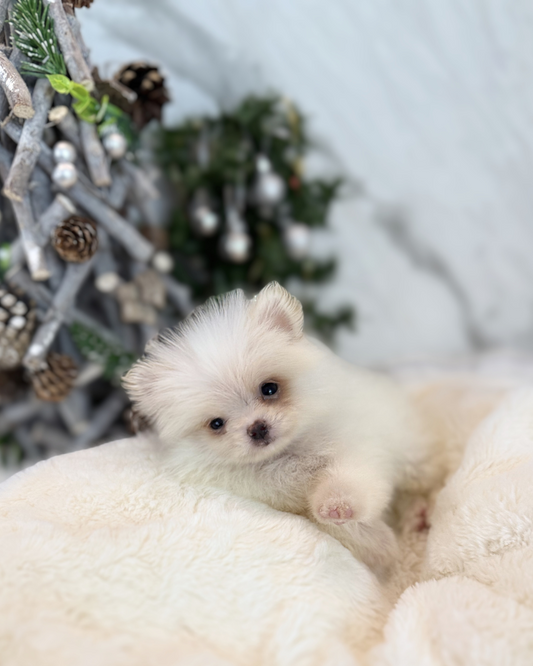 WINTER: WHITE POMERANIAN 🇸🇬 (FEMALE)