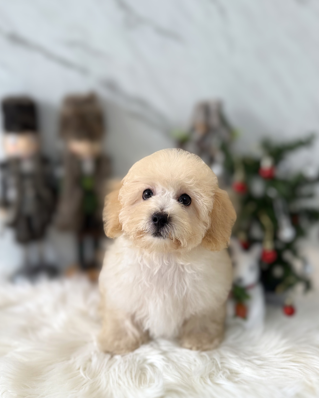 TWINKLE: CREAM MALTIPOO 🇸🇬 (MALE)