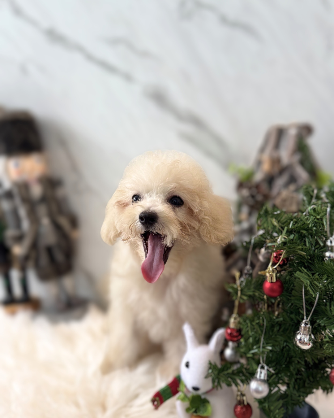 BAILEY: CREAM TOY POODLE 🇸🇬 (MALE)