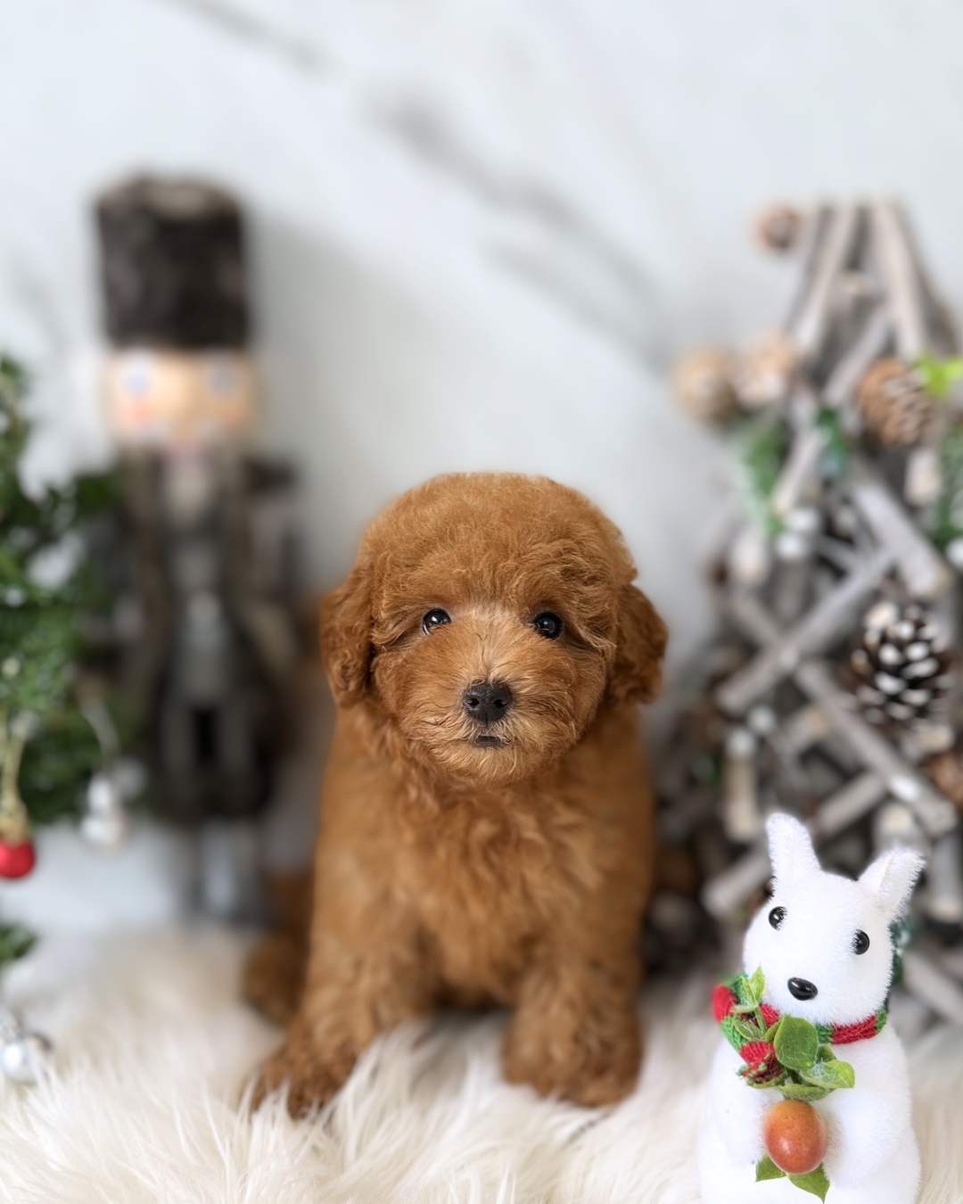 RUDOLPH: RED TOY POODLE 🇸🇬 (FEMALE)