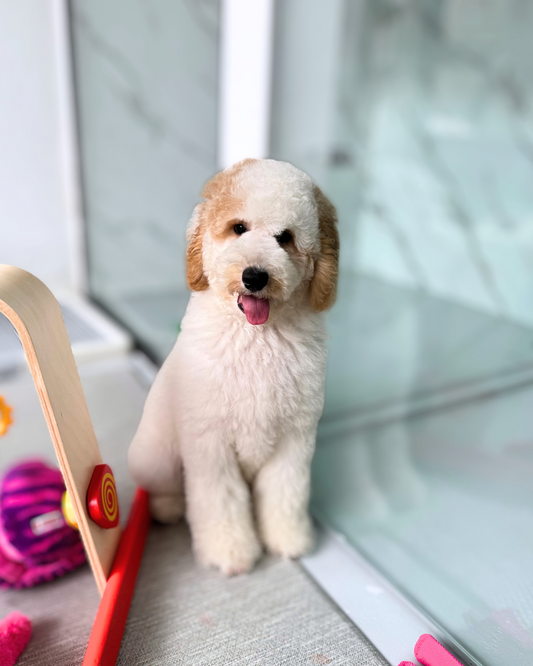 SNOOPY: PARTI MINIATURE POODLE 🇸🇬 (FEMALE)