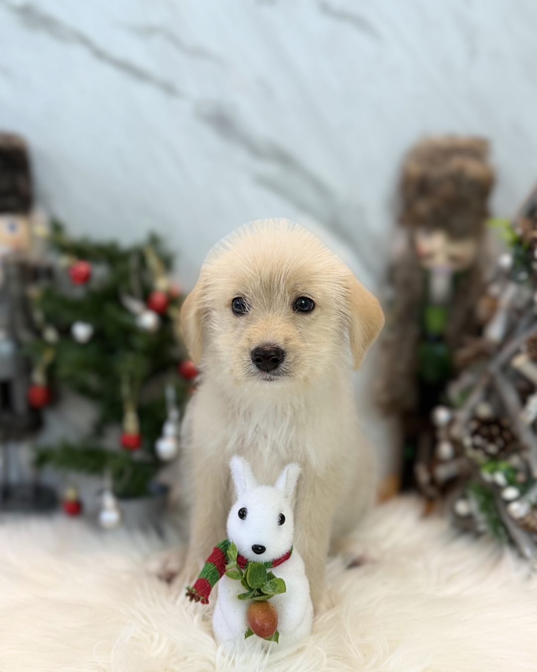 JOJO: CREAM MINI LABRADOODLE 🇸🇬 (MALE)