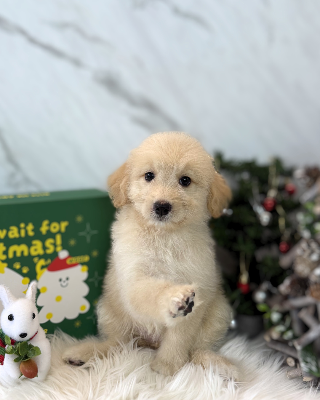 JIJI: CREAM MINI LABRADOODLE 🇸🇬 (FEMALE)