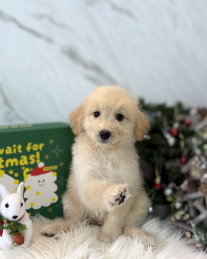 JIJI: CREAM MINI LABRADOODLE 🇸🇬 (FEMALE)