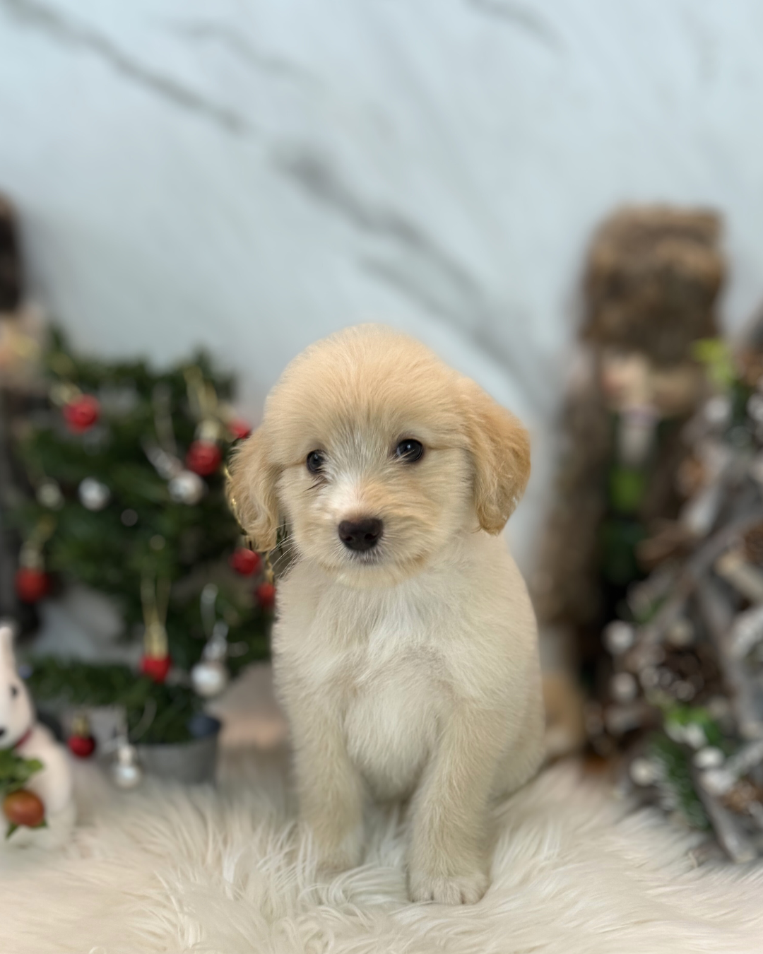 YOYO: CREAM MINI LABRADOODLE 🇸🇬 (FEMALE)