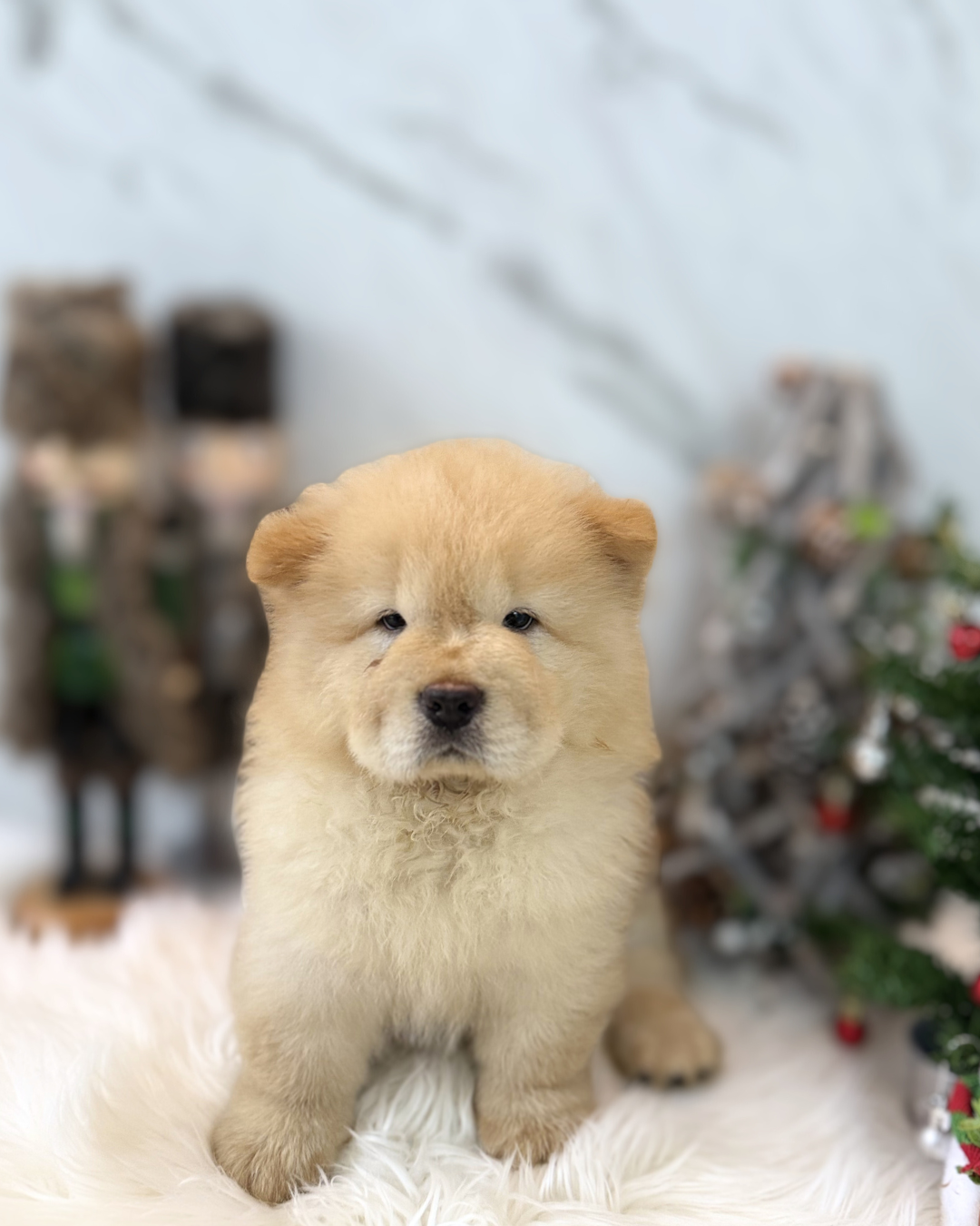 MACHO: CREAM CHOW CHOW 🇸🇬 (MALE)