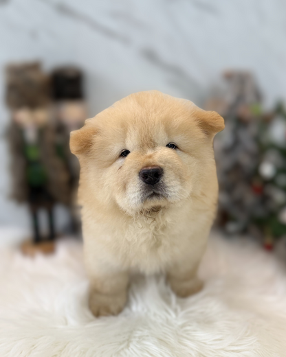 MACHO: CREAM CHOW CHOW 🇸🇬 (MALE)