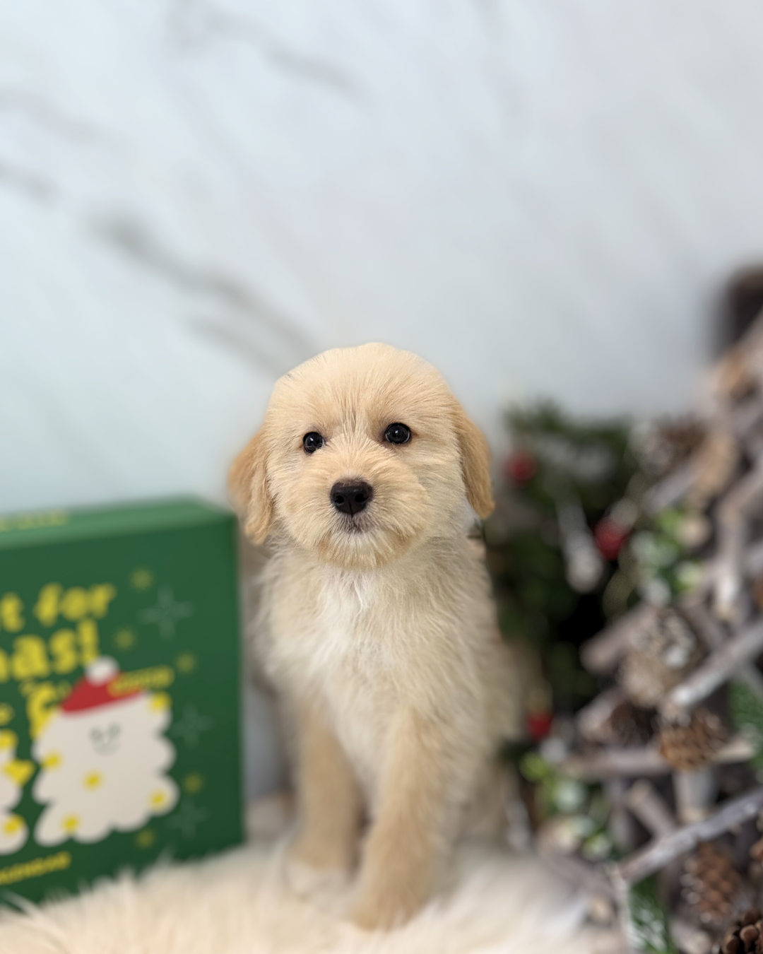 NINI: CREAM MINI LABRADOODLE 🇸🇬 (FEMALE)