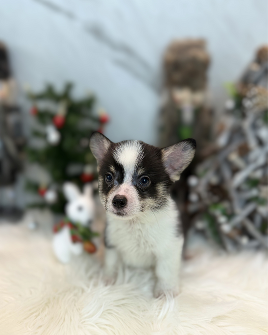 LEVI: TRI-COLOURED PEMBROKE WELSH CORGI 🇸🇬 (MALE)