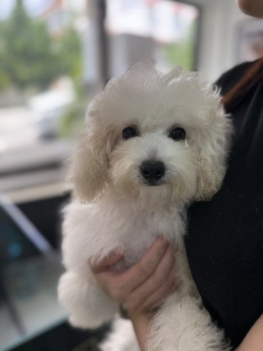 BAILEY: CREAM TOY POODLE 🇸🇬 (MALE)