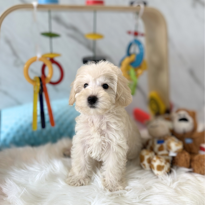 SUNNY: CREAM SCHNOODLE 🇸🇬 (MALE)