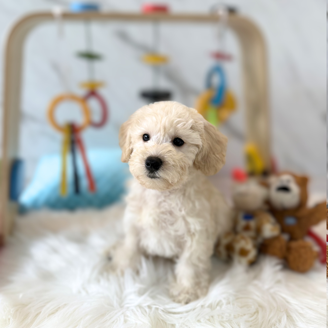 SUNNY: CREAM SCHNOODLE 🇸🇬 (MALE)