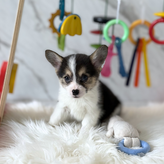 LUCY: TRI-COLORED PEMBROKE WELSH CORGI 🇸🇬 (FEMALE)