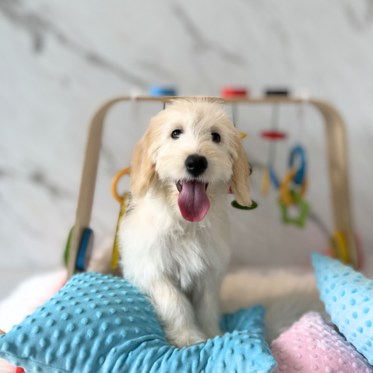 ROSIE: CREAM DOXIEPOO 🇸🇬 (FEMALE)