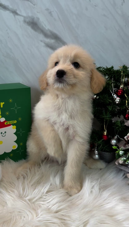 JIJI: CREAM MINI LABRADOODLE 🇸🇬 (FEMALE)